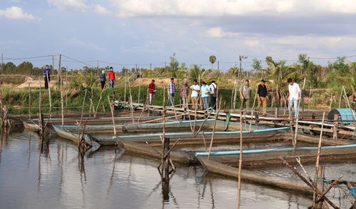 柬埔寨水产品无人问津,养殖者苦不堪言
